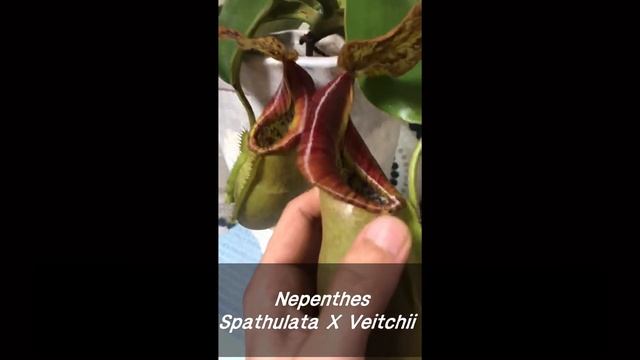 Nepenthes - Spathulata x Veitchii смотреть онлайн