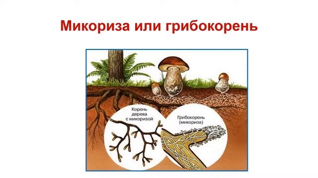 Протисты. Тема 9. Общая характеристика грибов. Шляпочные грибы и их многообразие смотреть онлайн