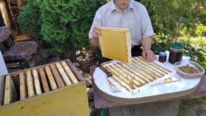 Прополис  Как пчеловод и пчёлы собирают прополис