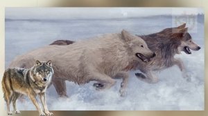 Обязательно нужно знать это при встрече с волком! Как вести себя при встрече с волком?