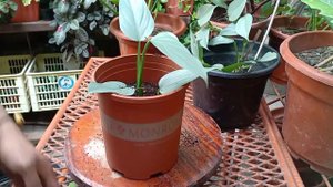 Philodendron hastatum/silver sword propagation.
