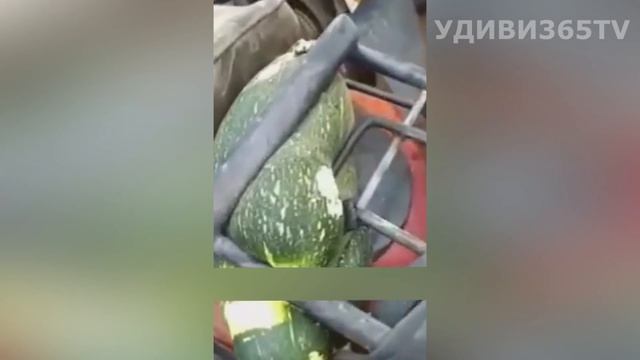 ЭТОТ АРБУЗ РАСТЕТ ВЕЗДЕ. THIS ARBUS GROWS EVERYWHERE смотреть онлайн