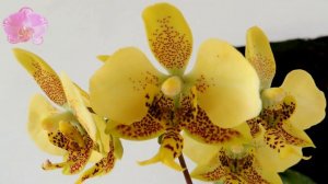 Phalaenopsis stuartiana var. nobilis , species orchid