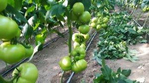 Осень 2019 томат белфорт ф1 август 29