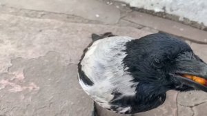 Ворона развесила уши и потеряла ягоду. Каркуша , серая ворона.