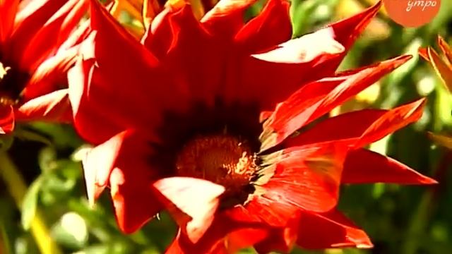 Время выкапывать цветы – гацанию смотреть онлайн