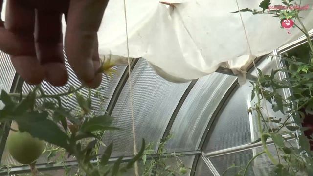 Искусственное опыление помидор. Как увеличить завязи на помидорах? Часть 9 смотреть онлайн