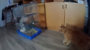 кот против крысы