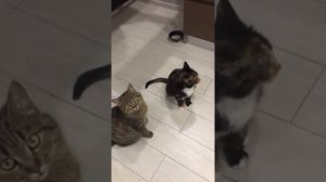 Если ты хороший котик, скажи МЯУ!