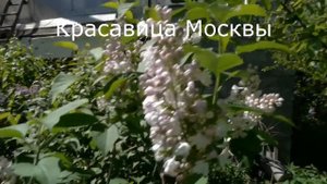 Редкие сорта сирени Сергиев Посад www.кустсирени.рф +7 (903) 242-48-19