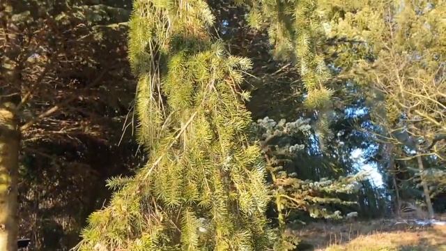 Pseudotsuga menziesii 'Pendula' douglaska tisolistá смотреть онлайн