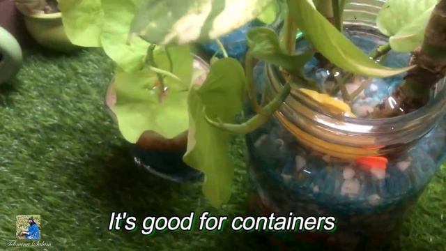 Sweet Potato Vine, Grow and Care Tips смотреть онлайн