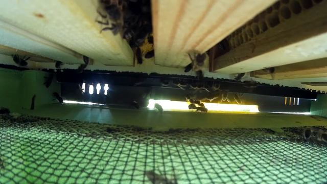 Улей из ППС Лысонь взгляд изнутри (часть 1) смотреть онлайн