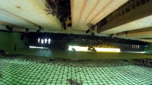 Улей из ППС Лысонь взгляд изнутри (часть 1)