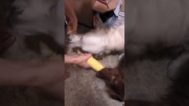 Вкусная кукуруза смотреть онлайн