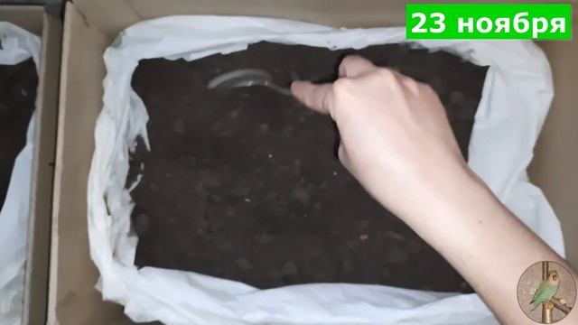 Посадили ЗИМОЙ редиску ! Что вырастет ?