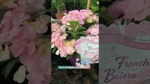 Настоящий эксклюзив этого лета 2021 этого лета Гортензия Френч Болеро Блю и Пинк, Сбежавшая Невеста