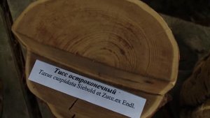 Природа и животные Дальнего Востока - Лазовский заповедник - Почемучка - С добрым утром, малыши!