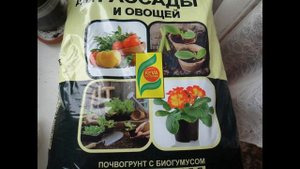 КОСМЕЯ С ШОКОЛАДНЫМ ЗАПАХОМ//посев,выращивание,уход