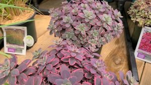 Sedum Sunsparkler® 'Dream Dazzler' (Stonecrop) // GORGEOUS, YEAR ROUND, EASY CARE COLOR
