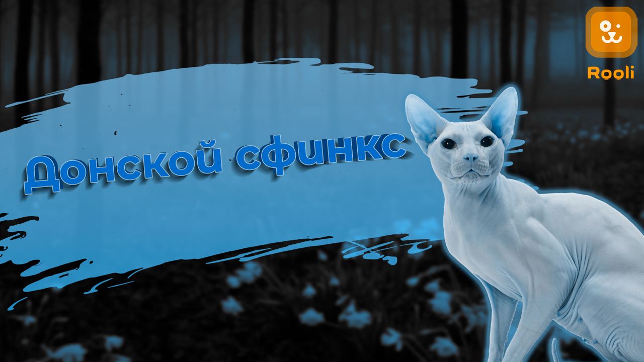 Донской сфинкс