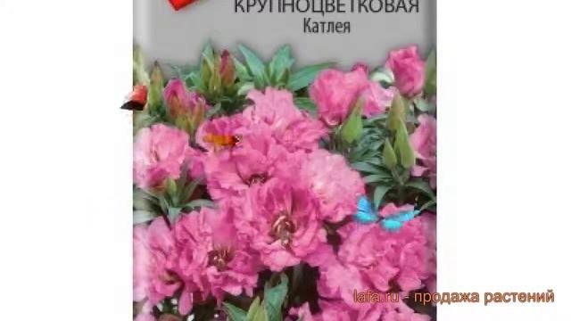Годеция крупноцветковый Годеция крупноцветковая Катлея ? обзор: как сажать, семена годеции