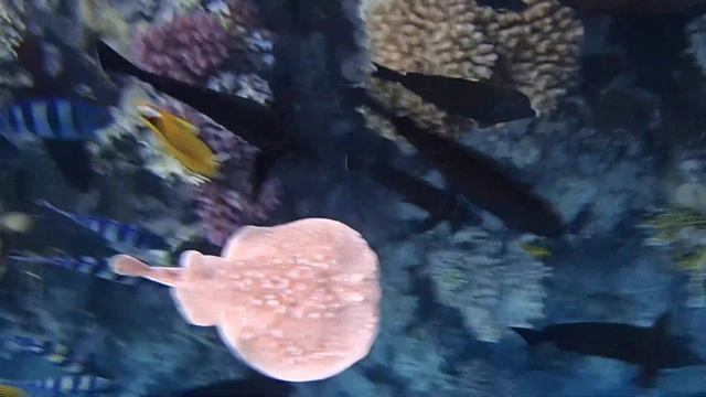 электрический скат и рыбы+ смотреть онлайн