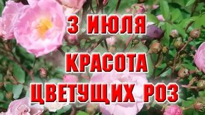 3 июля. Красота цветущих роз