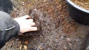 Пересадка голубики