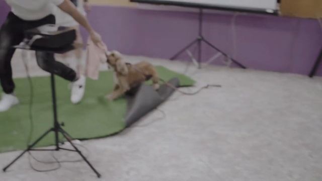 Трешовое предложение руки и сердца с помощью братьев наших меньших! Смотреть до конца. Краснодар202 смотреть онлайн