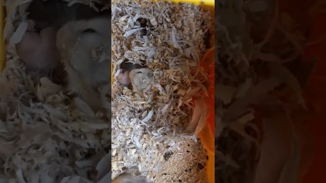 ДЖУНГАРИКИ?Новорожденные хомячки
