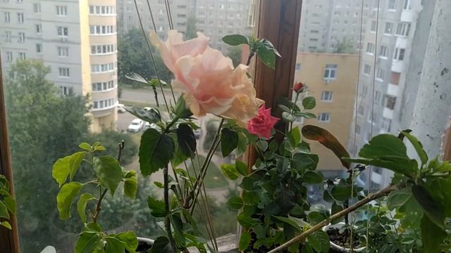 роза Даймонд Айс, роза бордюрная Кордана, махровый гибискус смотреть онлайн