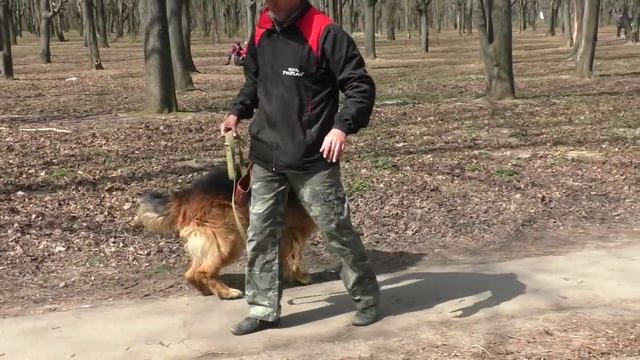 КРАСАВЕЦ ДОЛЬФ. Длинношерстная Немецкая овчарка. Long-haired German Shepherd. Одесса.