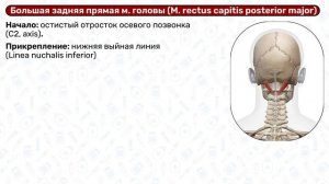 Подзатылочные мышцы: анатомия, начало и прикрепление, мышцы головы