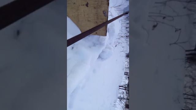 Зима. Дача. 15.01.2016 года.