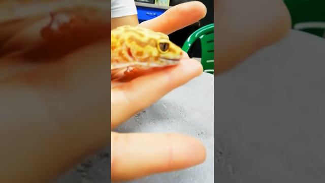 Прогулка по #@zorropark#Калининград смотреть онлайн