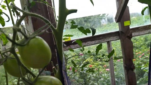 Как зреют томаты и томаты Де барао? смотреть онлайн