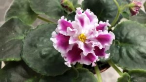 Цветущие фиалки в ноябре