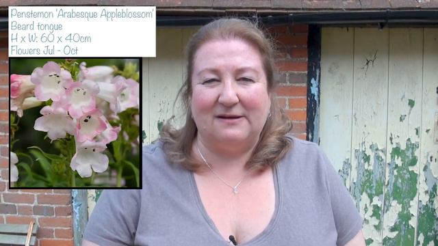 Summer Container Plant Combinations / How To Keep Tulips смотреть онлайн