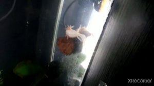 мой тритон и аксолотль