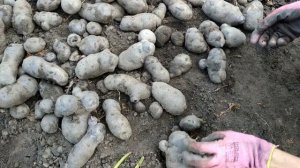 Урожай 2022 Картофель Солоха