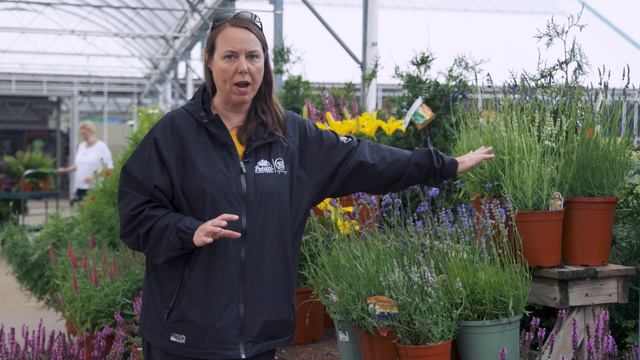PETITTI Lavender | Grow for Deer Resistance, Cut Flowers & Pollinators