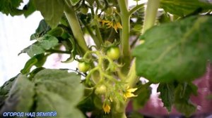 ТОМАТЫ НА ПОДОКОННИКЕ/Бурное цветение и начало плодоношения.