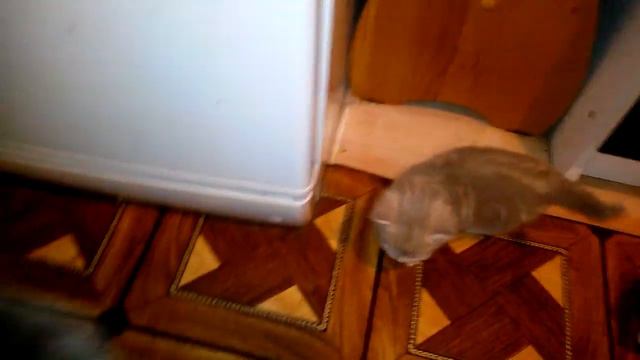 Мама Кошка разговаривает с ее прикольными мяукающими котятами. Котенок говорит милое видео. смотреть онлайн