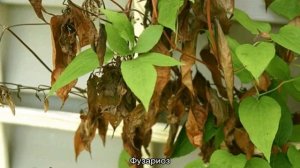 Болезни клематисов и их лечение — чем болеют цветы