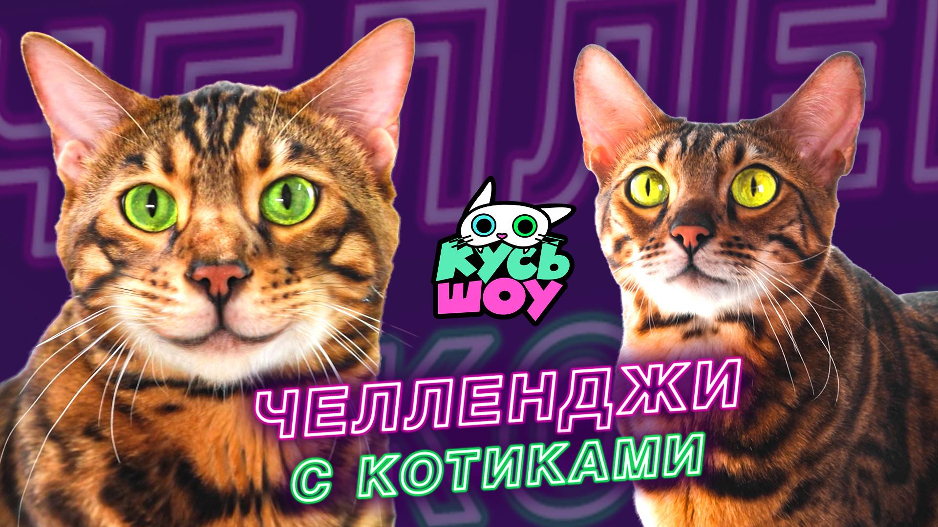 Котики VS лабиринт — Кусь-шоу — Весёлые челленджи