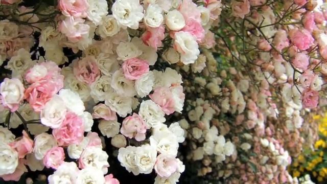 Л Бетховен К Элизе смотреть онлайн