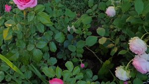 Моя клумба из розовых роз согреет в мороз!  Приятного уютного вечера всем!