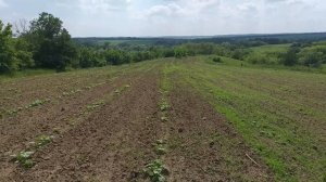 Прополка тыквы (культивация) на Т40 2019