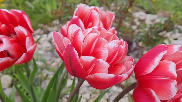 Обзор тюльпанов: Айс Крим, Вайолет Прана, Баллада и другие смотреть онлайн